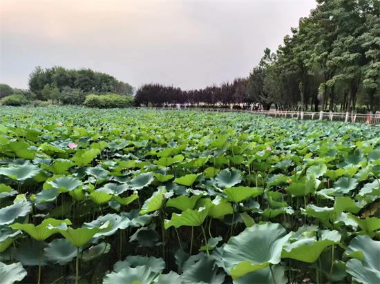  梦的启示与认知之道