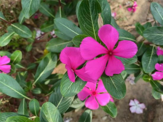 在家庭琐事中淬炼成长