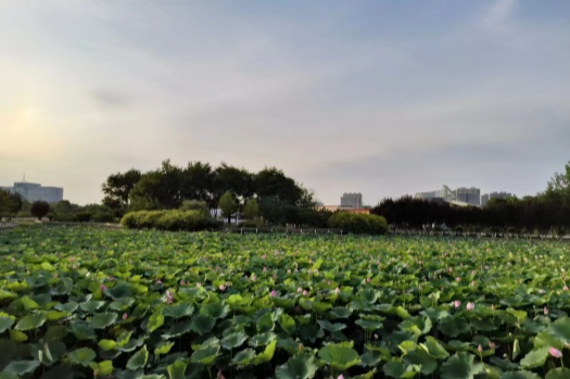 有能力者穿越低谷时的智慧行为