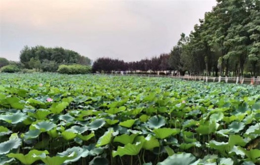 在焦虑与困惑中活出“随顺”的智慧