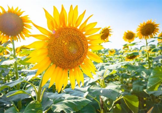 喜欢一个人最大的诚意